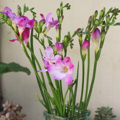 Freesia 'Single Flowering Mix' Plant Bulbs (15 Pack) - Fragrant Colorful Mix Flowering Blooms in Spring Gardens