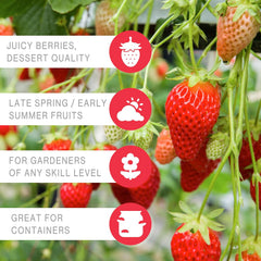 20 Honeoye Junebearer Strawberry Plants - Delicious Outdoor Planting for Home Garden - Grown USA. Zone 4-9.