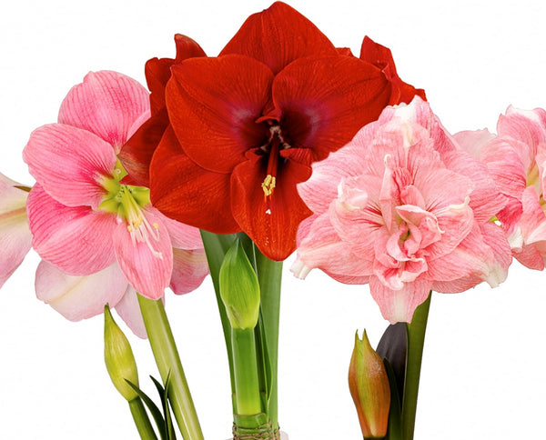 Amaryllis Flower Bulbs, 3 Bulbs(Size:20cm+), 1 Bulb Merry Christmas, Rozetta and Candy Floss Amaryllis, Easy to Grow Live Indoor Flower, Gift for Holidays, Housewarming, Office, and Room Decor