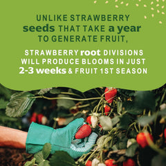 20 Honeoye Junebearer Strawberry Plants - Delicious Outdoor Planting for Home Garden - Grown USA. Zone 4-9.