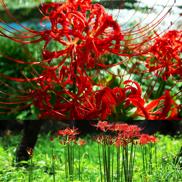 Heirloom Red Spider Lily Lycoris Radiata Bulbs Hurricane Cluster Amayllis Growing Bonsai Roots Rhizomes Corms Tubers Potted Planting Reblooming Fragrant Garden Species Blooms Flower Seeds Plant Gardening