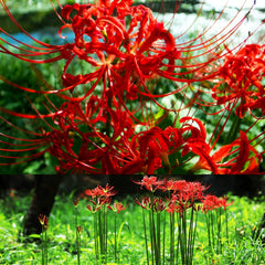 Heirloom Red Spider Lily Lycoris Radiata Bulbs Hurricane Cluster Amayllis Growing Bonsai Roots Rhizomes Corms Tubers Potted Planting Reblooming Fragrant Garden Species Blooms Flower Seeds Plant Gardening