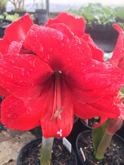 Amaryllis Red Lion Growing Kit. Includes: Big Red Lion Bulb, Plastic Pot and Saucer, and Professional Growing Medium