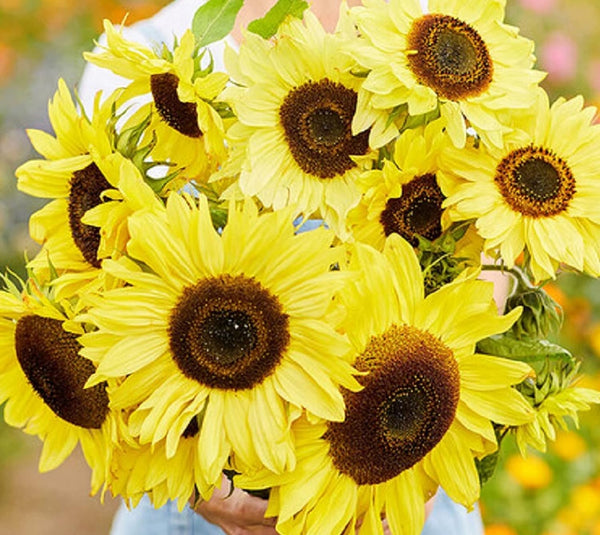 Lemon Queen Sunflower Seeds for Planting - Plant & Grow Yellow Sunflowers in Your Home Outdoor Garden | Heirloom Non GMO Seed Planting Packets with Full Instructions - Great Gardening Gift, 1 Packet