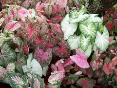 Fancy Leaf Caladium Mix - 5 Bulbs