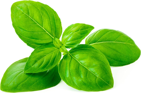 Basil Seeds for Planting – 750 Non GMO Heirloom Italian Basil Seeds – Indoor Hydroponic & Outdoor Gardening – Full Planting Instructions to Plant & Grow Basil – Great Gardening Gift, 1 Packet