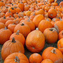 Small Sugar Pumpkin Seeds for Planting - Non-GMO Heirloom Packet with Instructions to Plant a Home Vegetable Garden - Great Gardening Gift - 10 Seeds Per Pack (1 Packet)