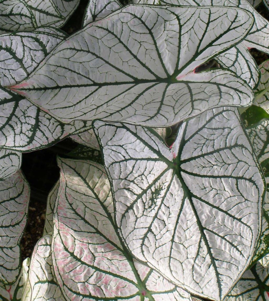 (3) Colorful Shade Loving Fancy Caladium White Christmas Bulbs for Growing Your Own Caladium Plants