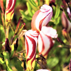 Easy to Grow Oxalis Shamrock 'Iron Cross' Plant Bulbs (20) - Green & Purple Foliage & Pink Flowering Blooms for Indoor & Outdoor Gardens