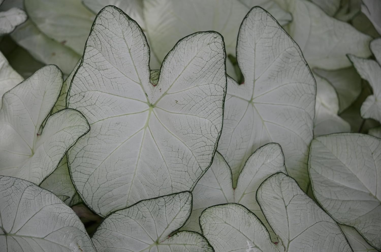 6 Aaron Caladium Bulbs for Planting - Perennial Hosta, Elephant Ears, Fancy (6 Bulbs)