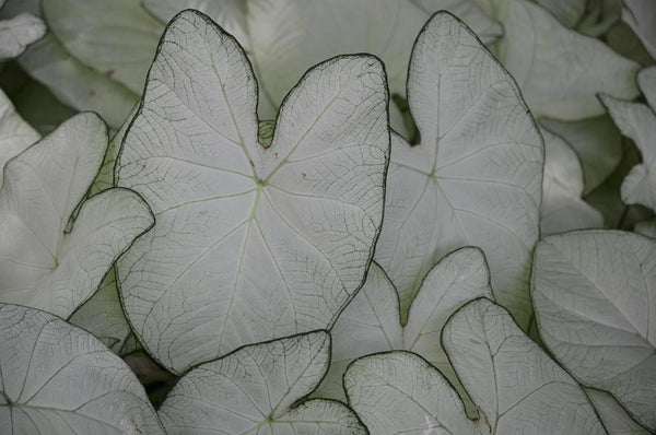 5Bulbs June Bride Fancy Caladium Bulbs for Planting - Exotic White Elephant Ears Bulbs