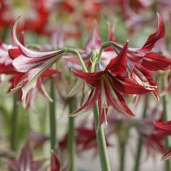 Amaryllis 'Quito' Plant Bulb (1 Pack) - Exotic Cybister Red Flowering Blooms for Indoors & Outdoor Gardens