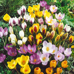 12 Bulbs Mixed Giant Crocus, Saffron Crocus Bulbs - Purple, Yellow, White Flowers, Crocus Bulbs for Fall Planting - Easy to Grow