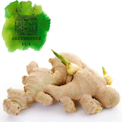 Fresh Culinary Ginger Root Plant Starts, Great for Eating Fresh for Sushi, Cooking, Healthy and Tasty. Easy to Grow