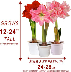 Amaryllis Flower Bulbs, 3 Bulbs(Size:20cm+), 1 Bulb Merry Christmas, Rozetta and Candy Floss Amaryllis, Easy to Grow Live Indoor Flower, Gift for Holidays, Housewarming, Office, and Room Decor