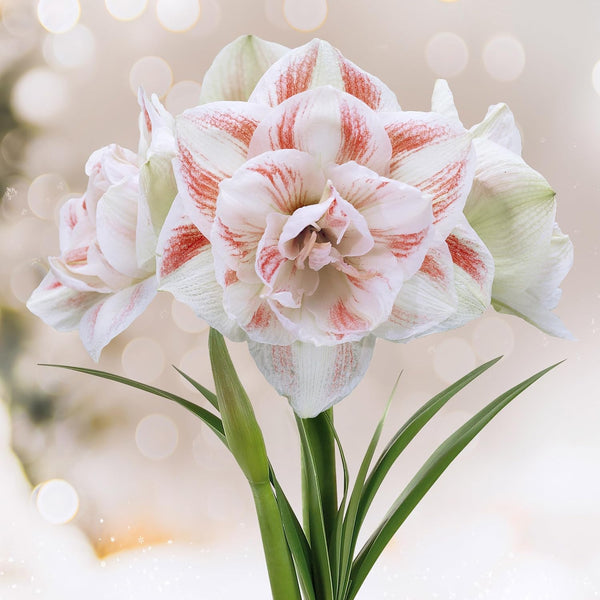 Garden State Bulb Galaxy Nymph Double Amaryllis Flower Bulb, 26/28cm, Holiday Blooms! (Bag of 1)