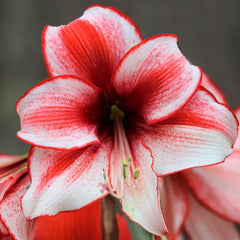 Amaryllis 'Temptation' Plant Bulb (1 Pack 24/26cm) - Red and White Flowering Blooms for Holiday Indoor & Outdoor Gardens