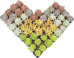 Altman Plants, Live Succulents Plants Live Houseplants (5PK), Succulent Plants Live Indoor Plants, Live Plants Indoor Live House Plants, Succulent Plant Kit, Live Cactus Plants Live in Succulent Soil