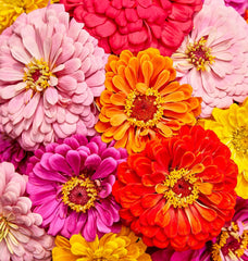 Cut & Come Again Zinnia Seeds 175 seeds