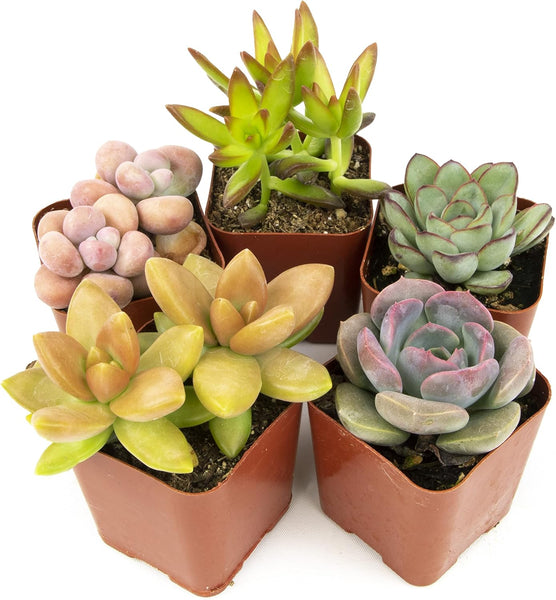 Altman Plants, Live Succulents Plants Live Houseplants (5PK), Succulent Plants Live Indoor Plants, Live Plants Indoor Live House Plants, Succulent Plant Kit, Live Cactus Plants Live in Succulent Soil