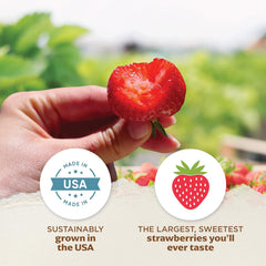 20 Honeoye Junebearer Strawberry Plants - Delicious Outdoor Planting for Home Garden - Grown USA. Zone 4-9.