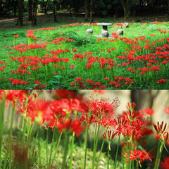 Heirloom Red Spider Lily Lycoris Radiata Bulbs Hurricane Cluster Amayllis Growing Bonsai Roots Rhizomes Corms Tubers Potted Planting Reblooming Fragrant Garden Species Blooms Flower Seeds Plant Gardening