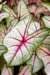 Fancy Caladium Bulbs for Planting (2 Bulbs) - Easy & Fast Growing Indoor or Outdoor Plants (Pink Cloud)