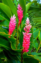 Hawaiian Pink Ginger Plant Root - 1 Pk - 2 Roots pp Discount Hawaiian Gifts