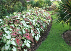 Caladium Bulbs for Planting - Fancy Leaf Mixed Caladium Large Bulbs for Planting Bulk Spring Bulbs to Plant in Spring Bulbs for Planting Outdoors - Elephant Ears Bulbs Size 4-7cm
