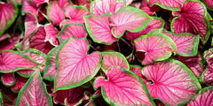 3 Florida Sweetheart Caladium Bulbs - Fancy Leaf Caladium - 3 Caladium Roots