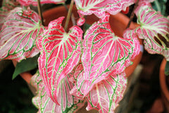 Fancy Caladium Bulbs for Planting (2 Bulbs) - Easy & Fast Growing Indoor or Outdoor Plants (Pink Cloud)