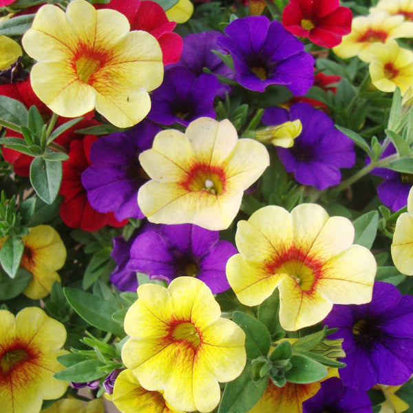 Calibrachoa Flower Seeds for Planting Calibrachoa Parviflora hanging basket flower bed
