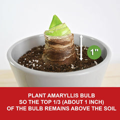 Garden State Bulb Galaxy Nymph Double Amaryllis Flower Bulb, 26/28cm, Holiday Blooms! (Bag of 1)