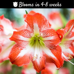 Amaryllis 'Minerva' Plant Bulb (1 Pack 24/26cm) - Red & White Flowering Blooms for Holiday & Indoor or Outdoor Gardens