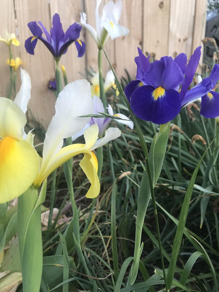 Dutch Iris Bulbs, Mixed-Perfect for Fall Planting!