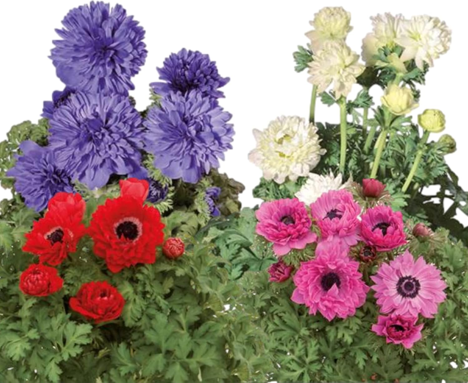 Anemone Mix Plant Bulbs (10 bulbs) - Colorful Flowers in Spring Blooming Gardens