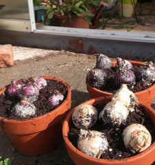 Mixed Color Hyacinth Bulbs - 6 Bulbs - Fragrant hyacinth bulbs
