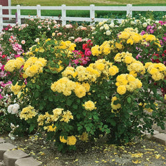 Heirloom Roses Rose Plant -  Yellow Rose Bush, Floribunda Live Plant for Planting Outdoors