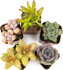 Altman Plants, Live Succulents Plants Live Houseplants (5PK), Succulent Plants Live Indoor Plants, Live Plants Indoor Live House Plants, Succulent Plant Kit, Live Cactus Plants Live in Succulent Soil