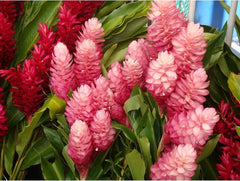 Hawaiian Pink Ginger Plant Root - 1 Pk - 2 Roots pp Discount Hawaiian Gifts