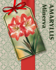 Amaryllis Kit: Minerva + Plastic Pot/Soil/Bulb - Large Bulb 26/28 cm -Netherland