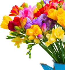 Freesia 'Single Flowering Mix' Plant Bulbs (15 Pack) - Fragrant Colorful Mix Flowering Blooms in Spring Gardens