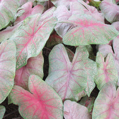 Caladium Bicolor Seeds Angel Wings Tropical Perennial Heavy Shade Tolerant Containers Beds Borders Indoor Oudoor 100Pcs Mixed Herb Seeds by YEGAOL Garden