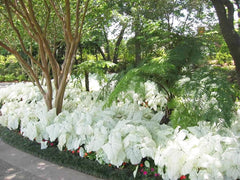 Dwarf Candidum Jr Caladium Bulb - Fancy Leaf Caladium - 1 Caladium Root - Seedsplant
