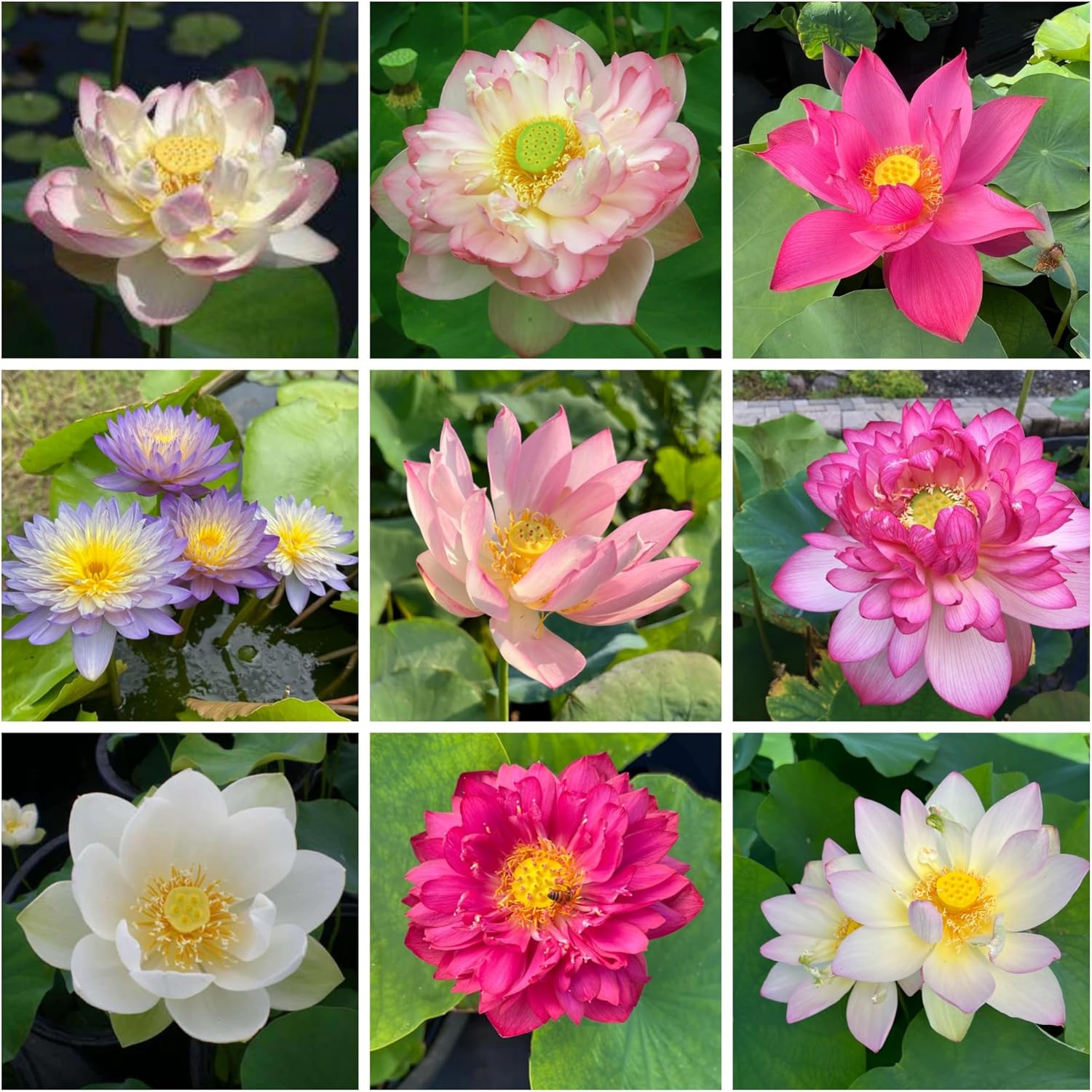 35+ Mixed Bowl Lotus Seeds - Water Lily Flower Plant Seed Non-GMO Home Garden Plant Seeds Aquatic Fresh Garden Seeds for Home