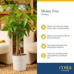 Costa Farms Money Tree (Pachira Aquatica) Live Indoor Bonsai-Style Plant, 8-12 Inches Tall, Braided Trunk Houseplant in Decorative Pot, Easy Care Pet-Friendly Decor