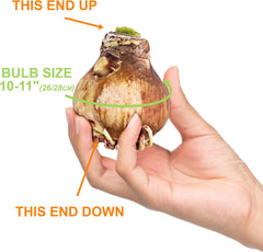 Garden State Bulb Galaxy Nymph Double Amaryllis Flower Bulb, 26/28cm, Holiday Blooms! (Bag of 1)