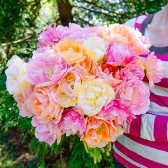 Apricot Cobbler Tulip Mixture