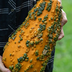 Lunch Lady Gourd