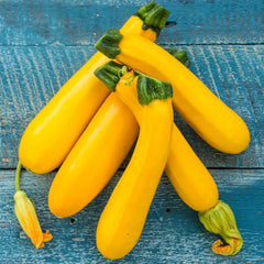 Easy Pick Gold II Hybrid Summer Squash (Pkt of Approx. 20 Seeds)
